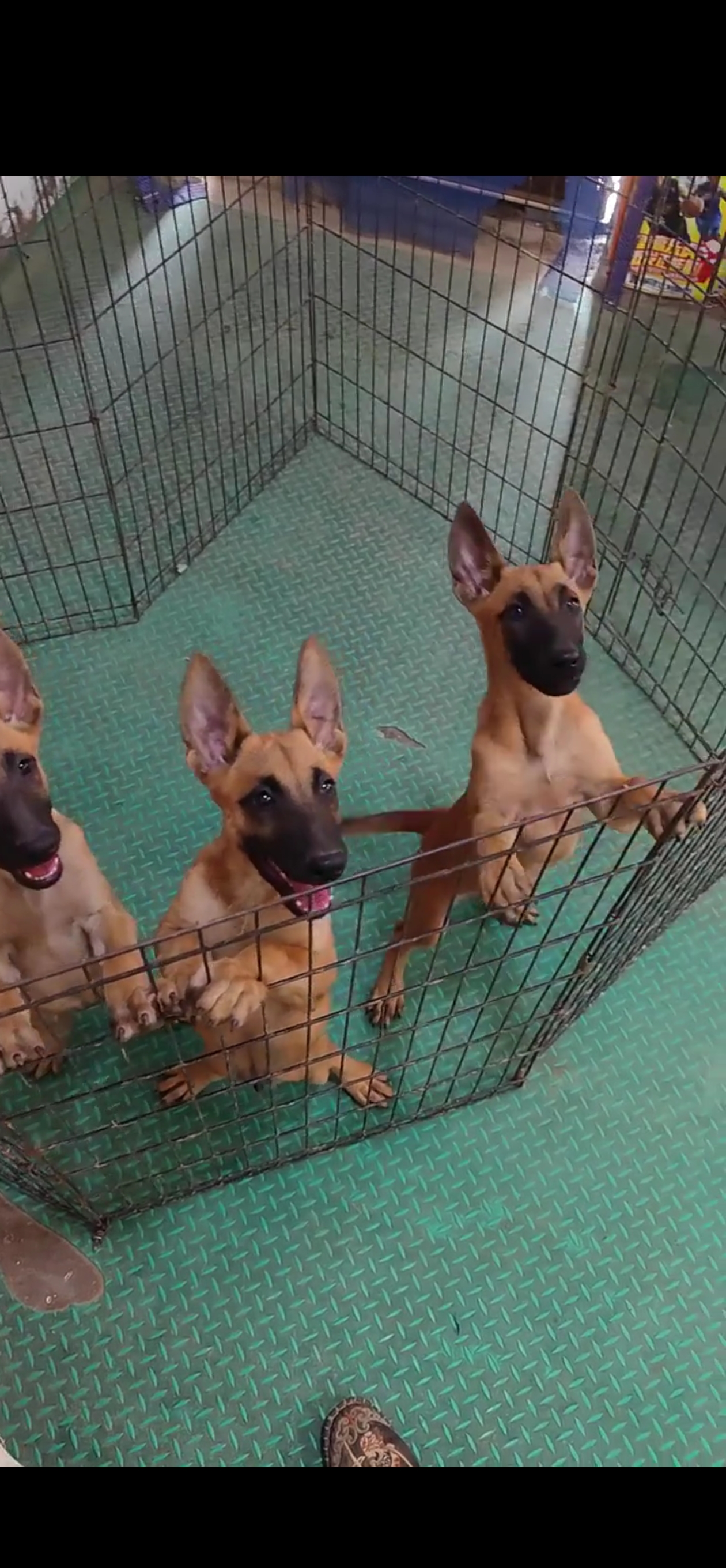 选马犬，开启高效工作，享受温馨陪伴。